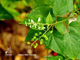 Image result for Lannea humilis