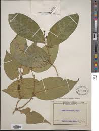 Image result for Olax pentandra