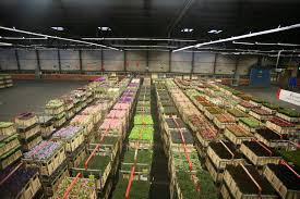 Последние твиты от gemeente aalsmeer (@aalsmeer_nl). Aalsmeer Travel And City Guide Netherlands Tourism