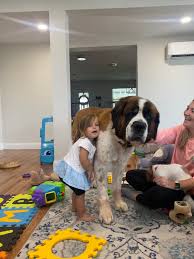 Check spelling or type a new query. A Pet In The Family Brings Lessons Loss And Blessings