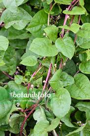 Image result for Basella alba