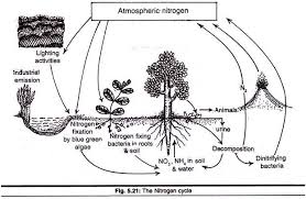 Flow Diagram Of The Nitrogen Cycle Ecosystem Environment