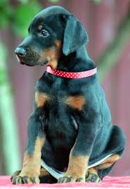 Black And Tan Coonhound Puppies For Sale In Pa Doberman Puppies For Sale Www Sierradobiefarms Com Doberman Pinscher Dog Doberman Doberman Funny