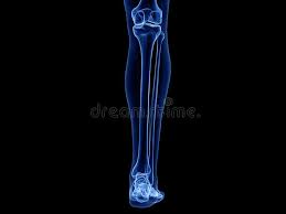 Blank bone diagram barca fontanacountryinn com. Anatomy Lower Leg Bones Stock Illustrations 382 Anatomy Lower Leg Bones Stock Illustrations Vectors Clipart Dreamstime