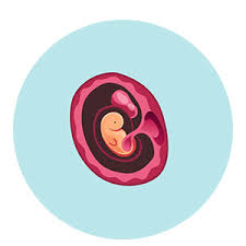 Image result for First Trimester Education