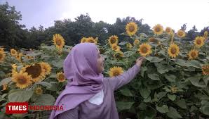 Rp 63,700, total pembayaran bulanan :rp 1,063,700 bunga matahari merupakan sebuah aplikasi yang digunakan sebagai aplikasi pendukung ksp simpan pinjam, yaitu sebuah software simpan pinjam dan akuntansi untuk koperasi dan lembaga perkreditan desa (lpd). Kreatif Pemuda Jombang Ini Gagas Wisata Bunga Matahari Halaman 2