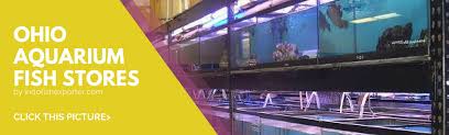 Informed rvers have rated 20 campgrounds near new philadelphia, ohio. Ohio Wholesale Indonesia Tropical Fish Aquarium Fish Rare Exotic Fish Exporter