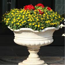 Image result for sanvitalia combine in pots