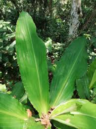 Image result for Palisota