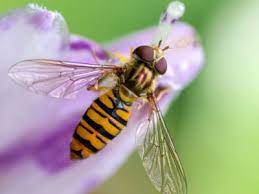 Several of them may hover in one spot, and they seem to be guarding something. The Beneficial Hover Fly How To Use Hover Flies In Gardens