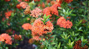 Image result for Ixora hartiana