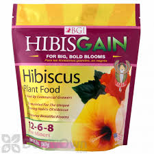 Bougainvillea make excellent container plants. Hibisgain 12 6 8 Plus Minors