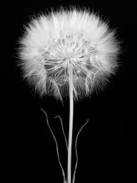 Black And White Nature Creative Wallpaper Salsify Barry Rosenthal Photobotanicus White Dandelion Dandelion Wallpaper Dandelion