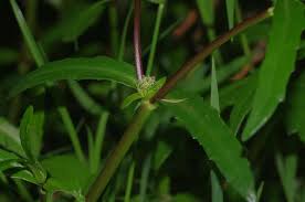 Image result for Enydra