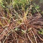 Image result for Microchloa kunthii