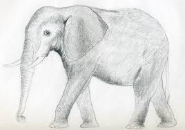 Elephant drawing simple step by step. Elephant Elephant Sketch Elephant Drawing Pencil Drawings Of Animals