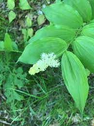 False Solomon S Seal Motivation Releasing Of Fear Etsy Flower Essences Solomons Seal Shade Garden