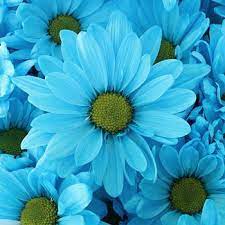 Check spelling or type a new query. Daisy Florisol Turquoise Tinted Tiffany Blue Flowers Blue Daisy Daisy Flower