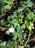 Image result for Blepharis swaziensis