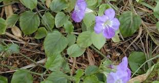 Image result for Aframomum alboviolaceum