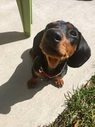 Black And Tan Mini Dachshund Mini Dachshund Puppy 3 Months Black And Tan Royce Instagram Baileyandroyce Doxieduo Mans Best Friend Dogs Best