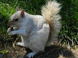 Blonde Squirrel At The Washington Mall Squirrel Animals Chipmunks