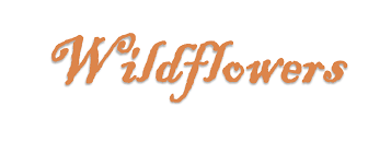 We did not find results for: Staten Island Florist Flower Delivery By Wildflowers