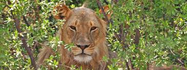 The leopard has the widest distribution range of all wild cats. African Big Cat Safari Holidays Africa Sky