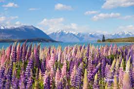 The latest tweets from new zealand 🇳🇿 (@purenewzealand). New Zealand Travel Guide Places To Visit In New Zealand Rough Guides