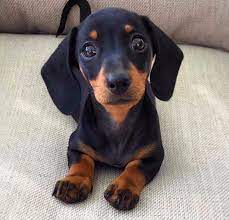 We offer all colors, all patterns, smooth coats, long coats, wirehairs, and english creams. Mini Miniature Dachshund Puppies For Sale 50 Off Prices