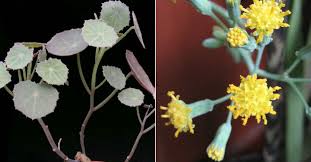 Image result for Senecio oxyriifolius