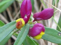 Image result for Polygalaceae