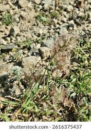 Image result for Cenchrus biflorus