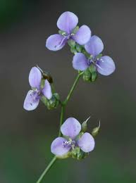 Image result for Murdannia simplex