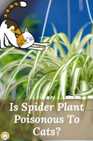 Is Spider Plant Poisonous To Cats Kitty Cats Blog Spider Plants Cat Health Plants