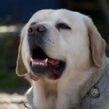 간만에 사브작거리며 문화재복원작업을 해 봅니다. 국산빈티지연필은 소중하니까요! . . . #카페몽당 #광장동몽당 #양옥카페  #cafemondain #mondain #주차가능 #애견동반카페 #바베큐장대여 #카페대관 #래브라도리트리버  #labradorretriever #팔로미노블랙윙 #문구덕후 ...