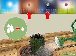 For even better drainage, mix two parts of the cactus potting soil with one part lava rock pebbles or pearlite. 3 Ways To Care For A Cactus Wikihow
