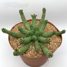 Image result for Euphorbia ugandensis