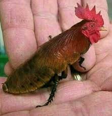 weird-and-cursed-chickens on Tumblr