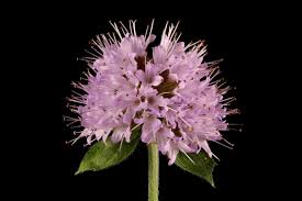 Image result for Mentha aquatica