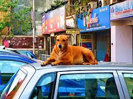 7 Ways To Prevent Dogs From Climbing On Your Car Roof