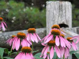 Purple Coneflower Perennials Plants Purple