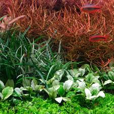 Image result for Eriocaulon bongense