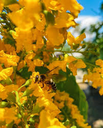 Best rated florist in philippines. 10 Of The Most Beautiful Flowers In The Philippines Hubpages