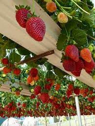 How To Grow Strawberries Plants Gutter Garden Strawberry Garden