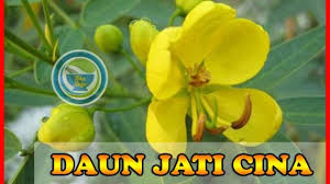 Jangan terlalu terlena dengan penggunaan ramuan herbal. Adakah Efek Samping Teh Daun Jati Cina Pelangsing Alami