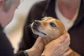 Our veterinarian will call when they are on the way to your home and confirm their time of arrival. Sherwood Vets Your Friendly Caring Local Vets Euthanasia And Bereavement