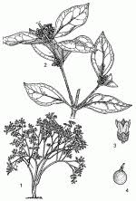 Image result for Strychnos mellodora