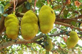To remove the fruit from the tree, you can pluck by hand or use sterilized, sharp pruning shears or scissors. Global Village Fruit