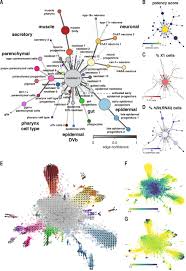 Maybe you would like to learn more about one of these? Cell Type Atlas And Lineage Tree Of A Whole Complex Animal By Single Cell Transcriptomics Science